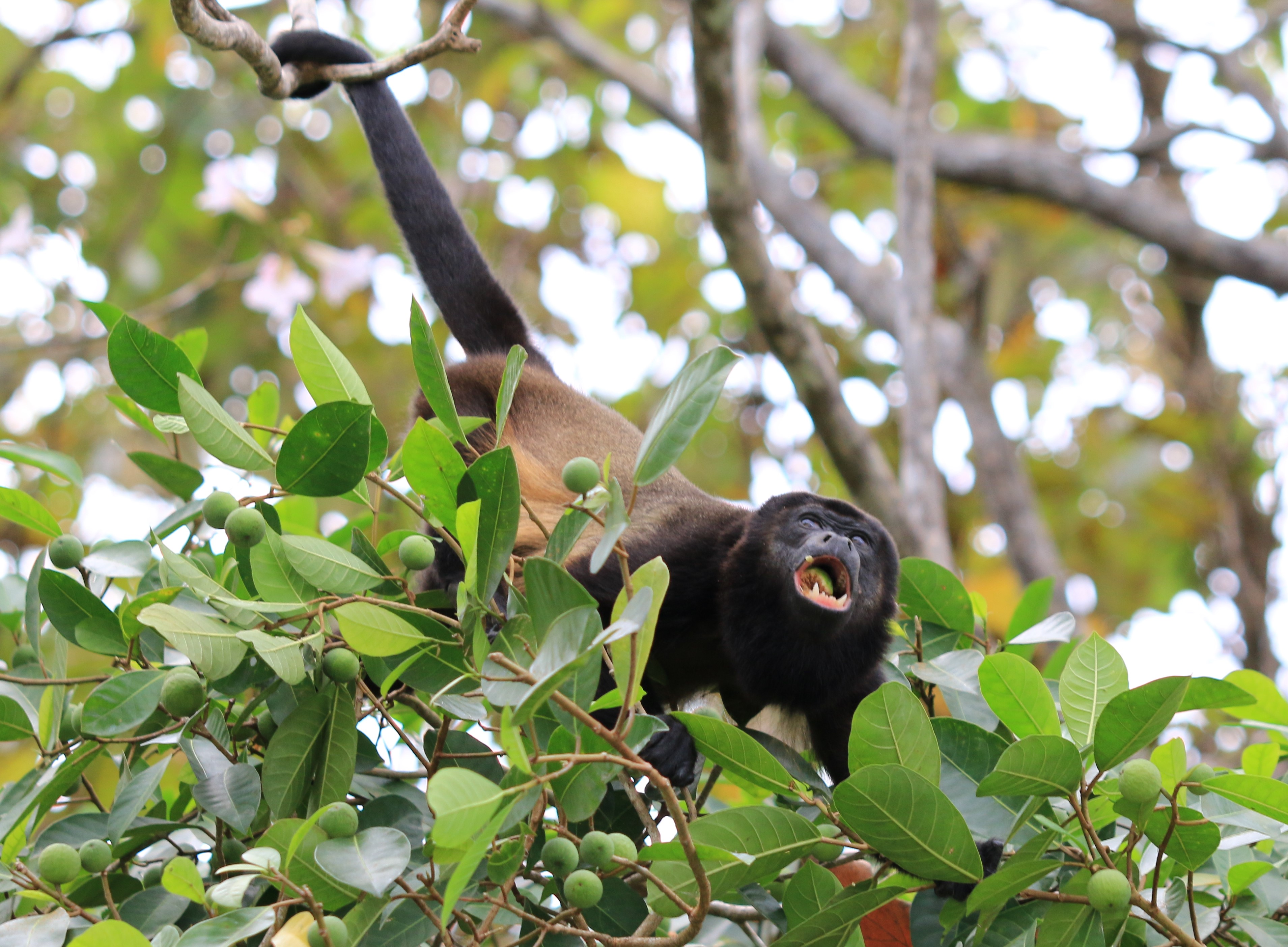 Costa Rica